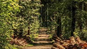 Miniatura: Lasy zamknięte na majówkę? Rząd nie wyklucza