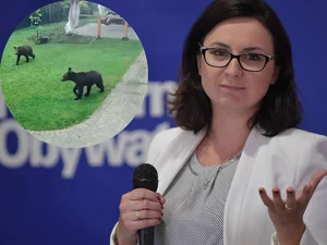 Miniatura: Niedźwiedzie wtargnęły się na posesję....