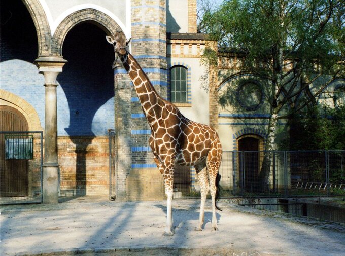 Żyrafa w berlińskim zoo