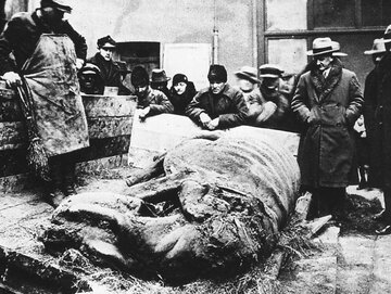 Nosorożec włochaty ze&nbsp;Staruni odkryty w&nbsp;1929 roku