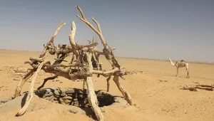 Miniatura: Sudan: Fascynujące odkrycia polskich...