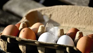 Miniatura: Przestępczy zakup jaj