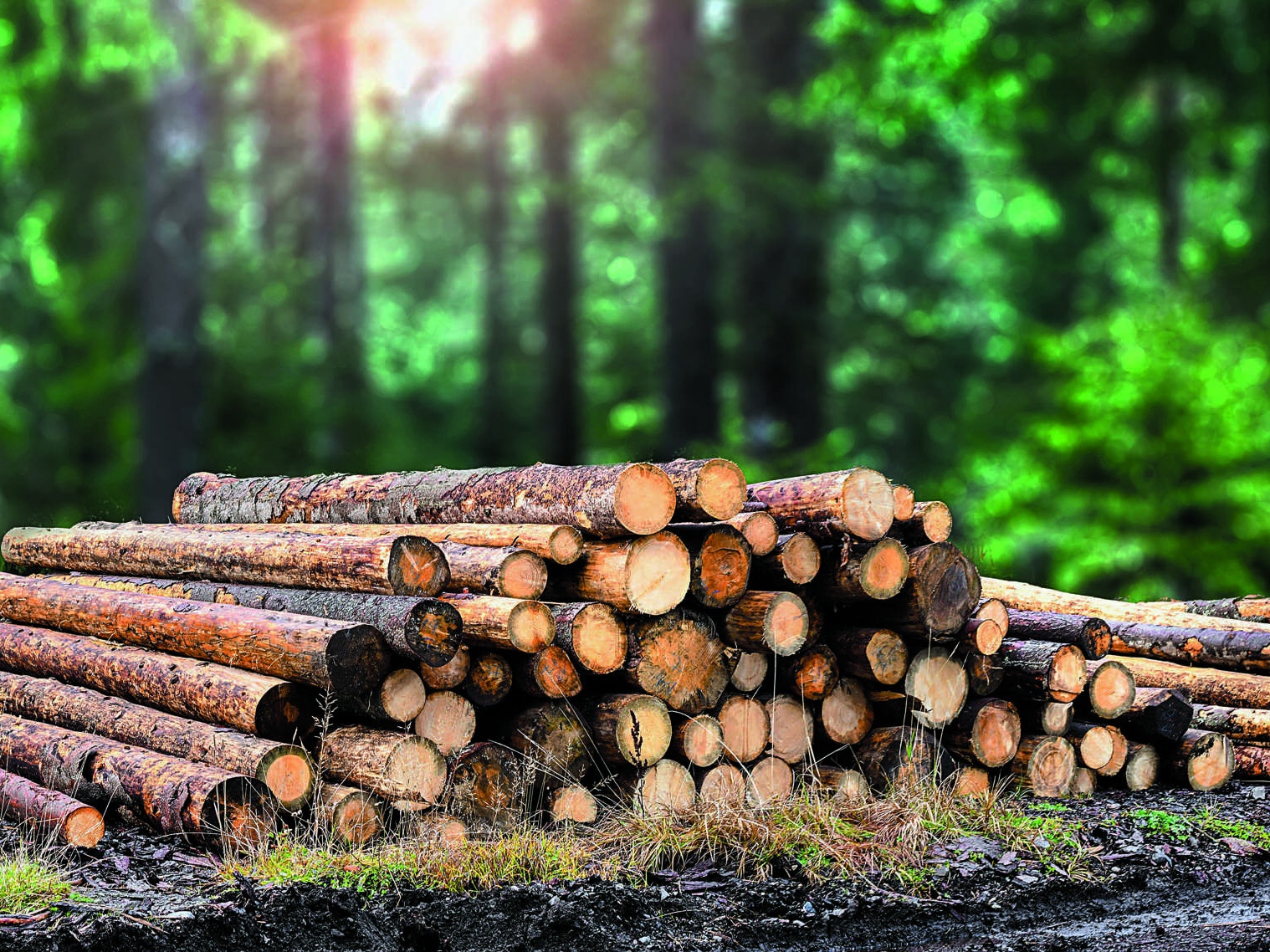 Aby drewno zostało w kraju