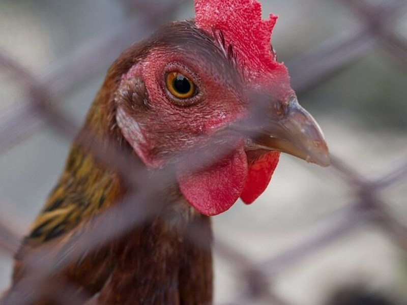 Drób, zdjęcie ilustracyjne