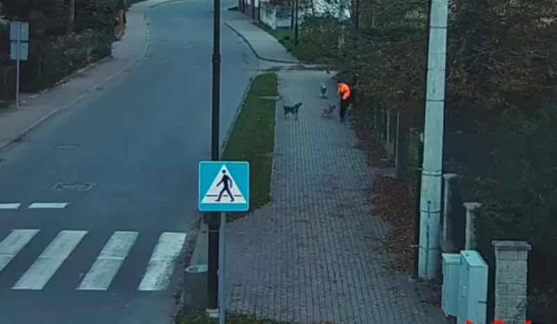 Bogatynia. Agresywne psy próbowały zaatakować dziecko