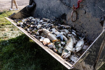 Akcja wyławiania śniętych ryb z Odry.