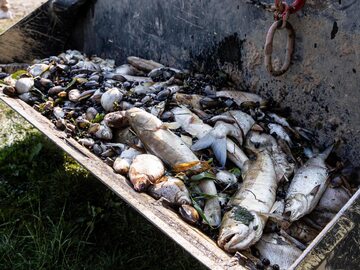 Akcja wyławiania śniętych ryb z Odry.