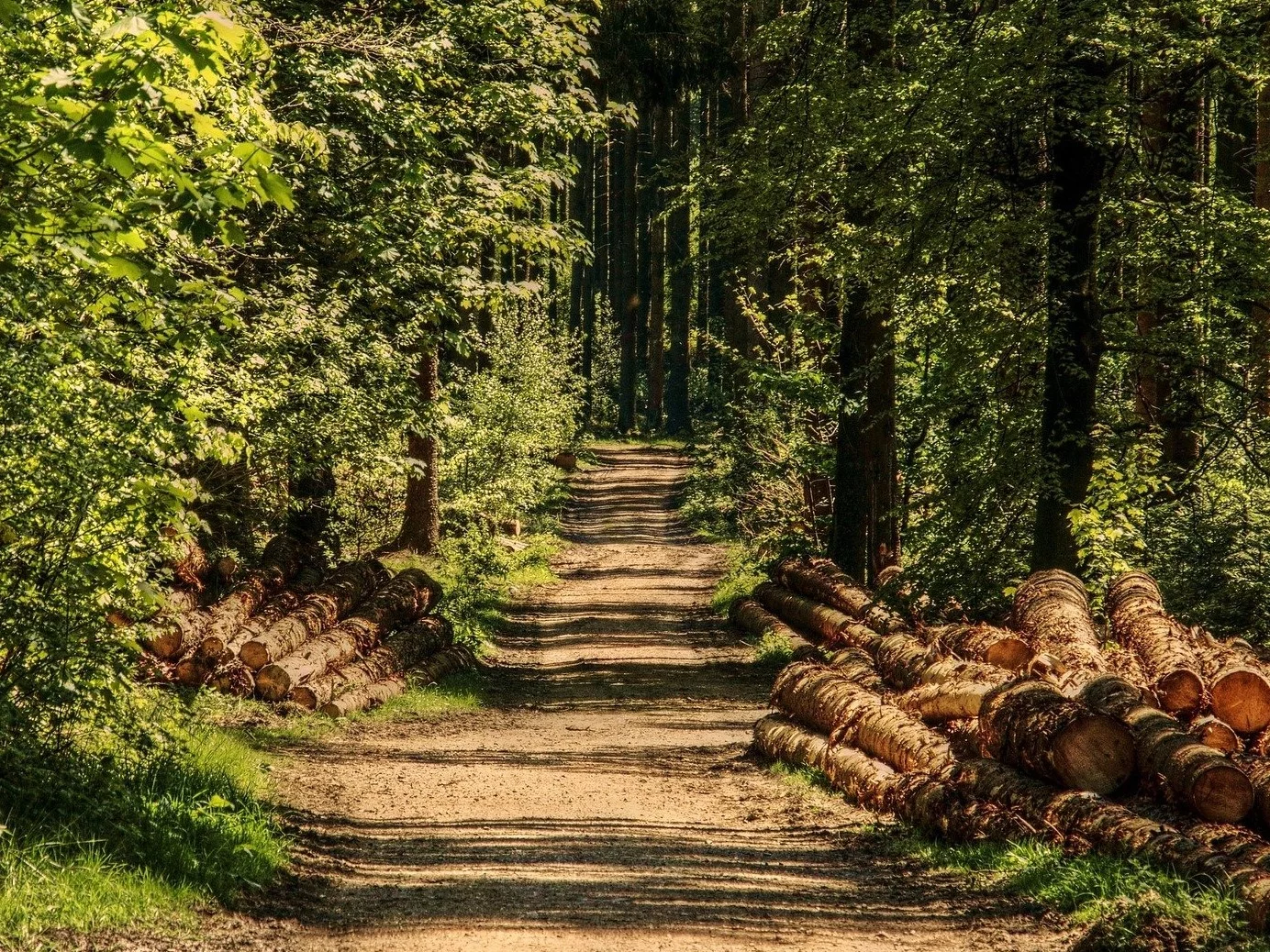 Droga leśna, zdjęcie ilustracyjne