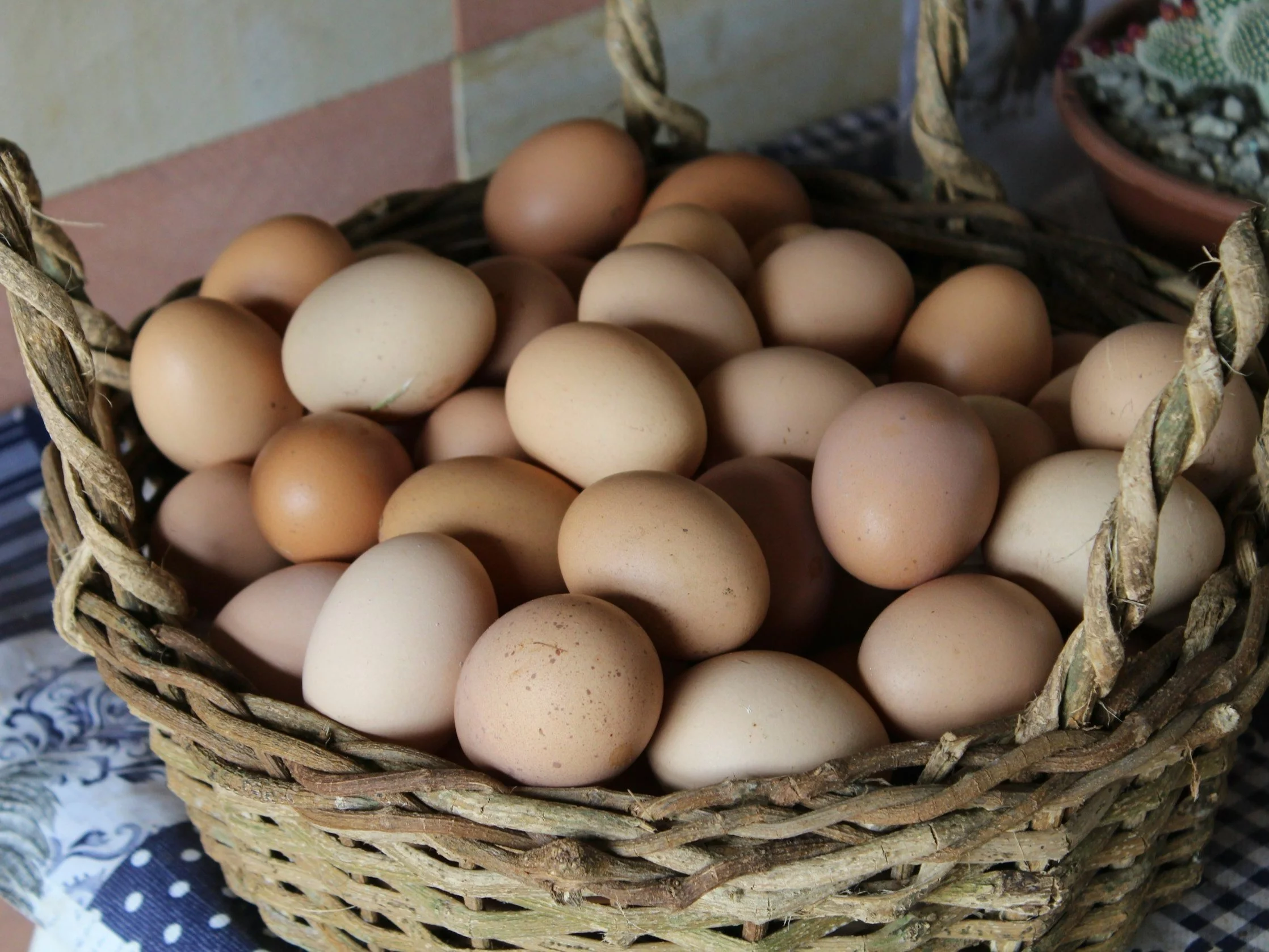 Antibiotics or Ukrainophobia? The scandal over the products of agricultural holdings