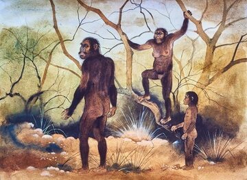 Artystyczna wizja wyglądu gatunku Australopithecus afarensis (australopiteka)