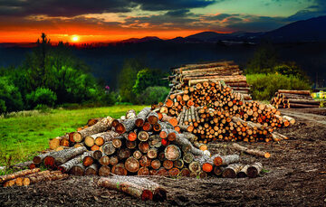 Czy drewno będzie surowcem strategicznym?