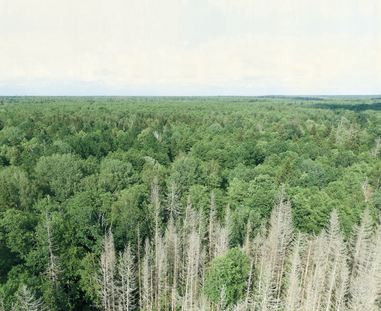 Puszcza Białowieska