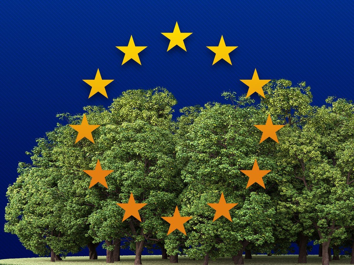 ¿Asumirá la Unión Europea el control de los bosques polacos?  En defensa de los bosques