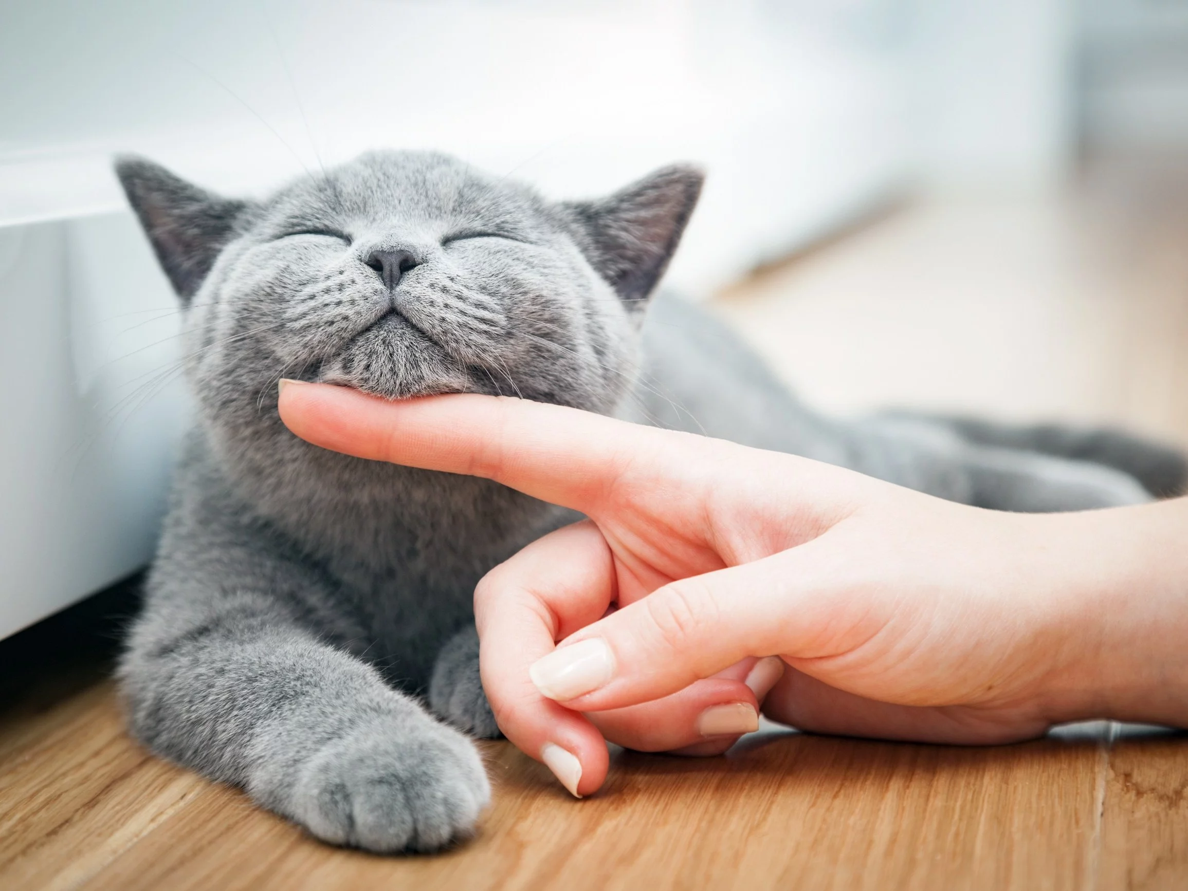 Właściwa dieta kota to podstawa jego zdrowia, dobrego samopoczucia i długiego życia