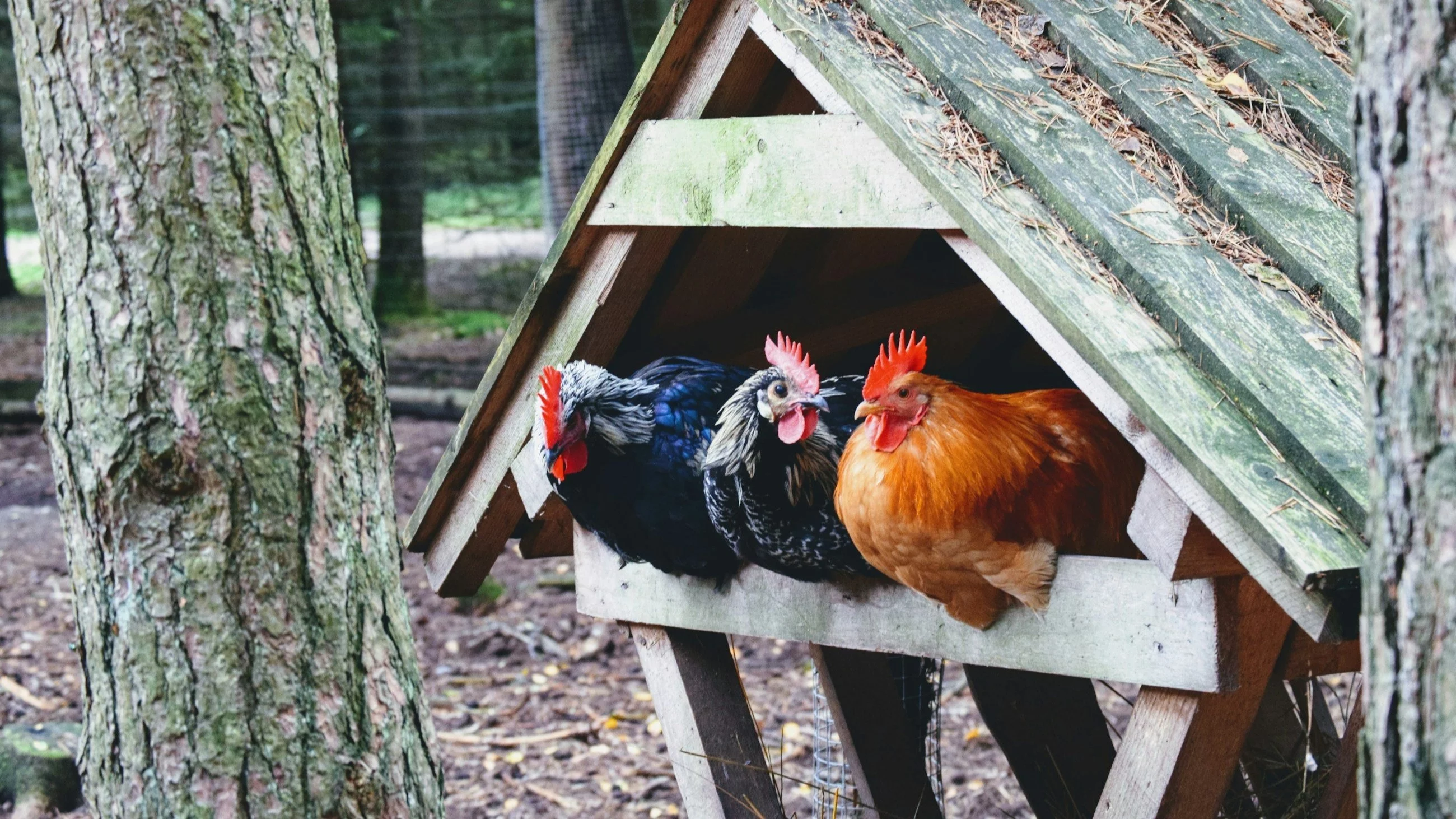 rooster on wooden cage during daytime