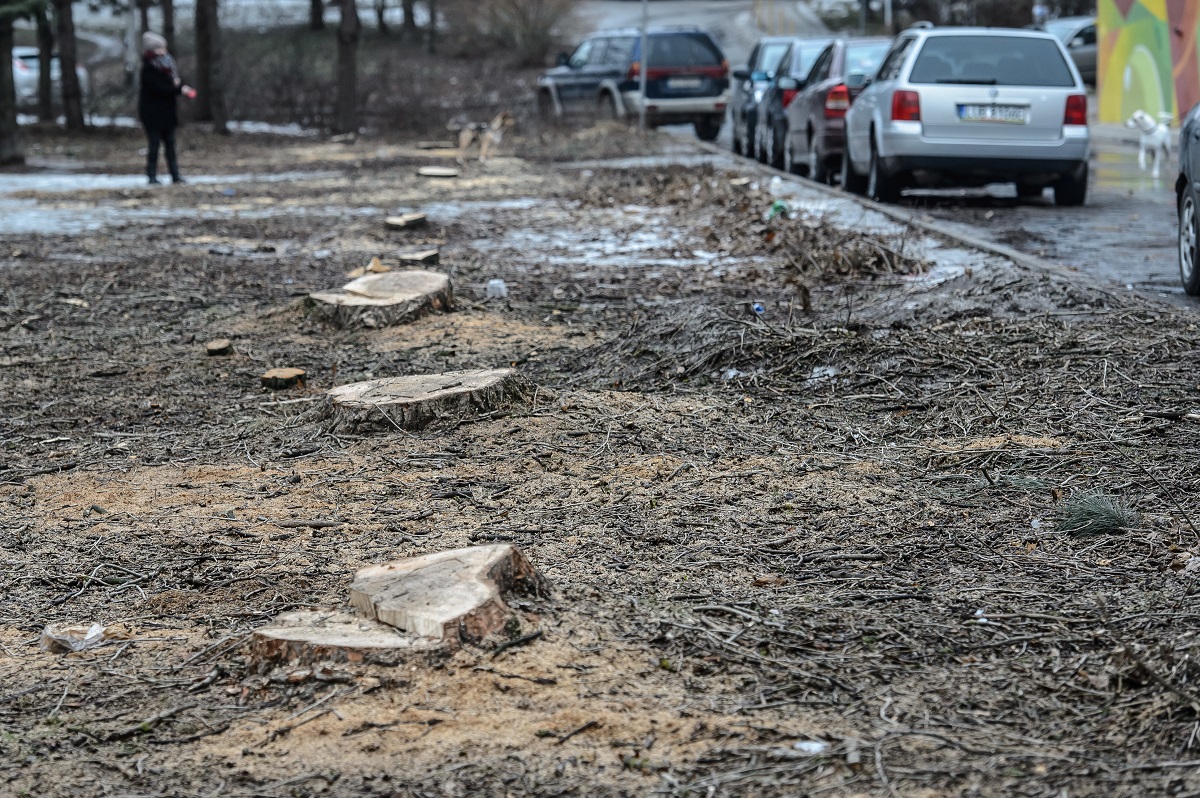 Wycinka drzew w mieści