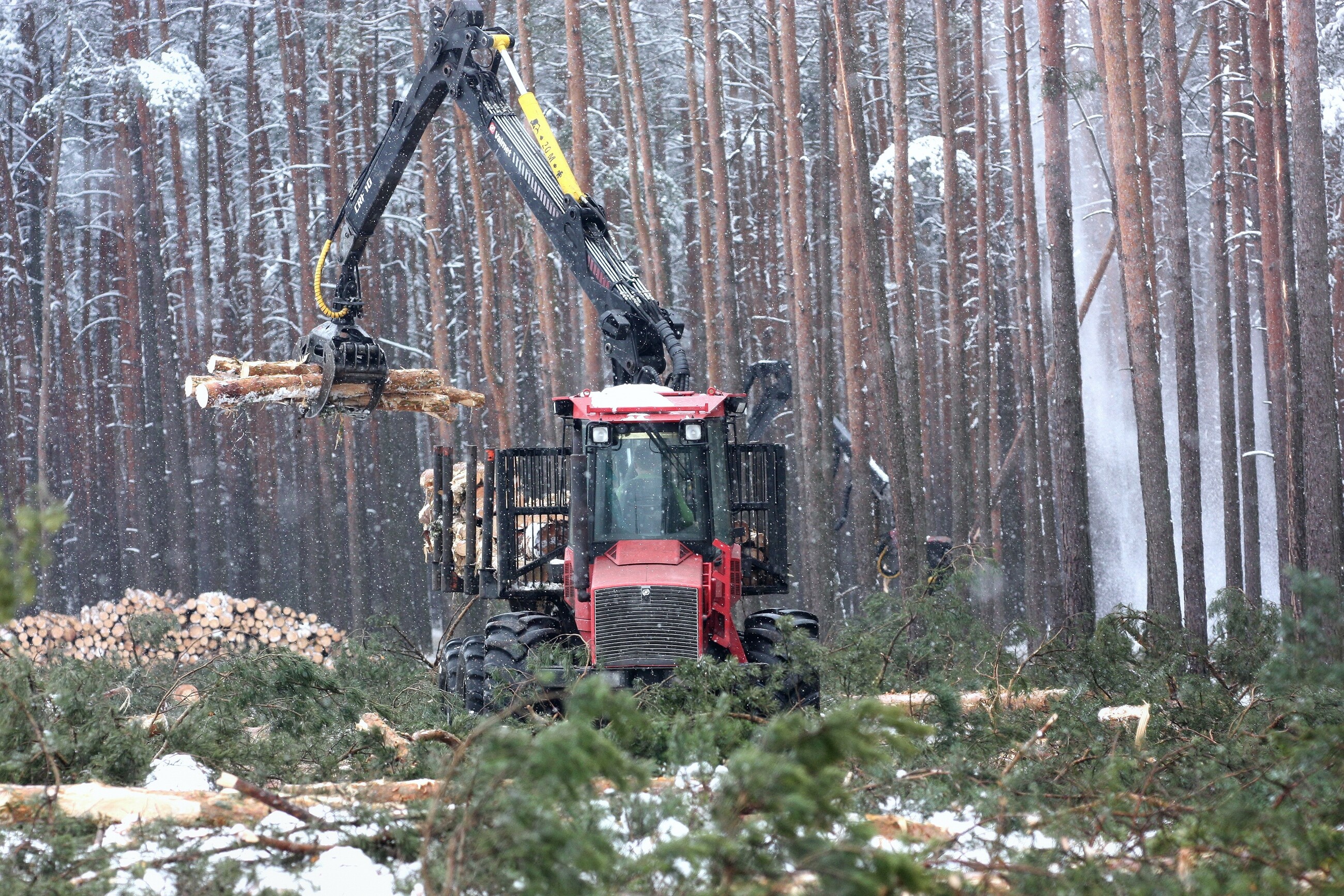 Łącznie kwota przeznaczona na usługi leśne będzie przynajmniej o 300 mln zł wyższa niż w poprzednim roku