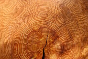 Drewno, zdjęcie ilustracyjne