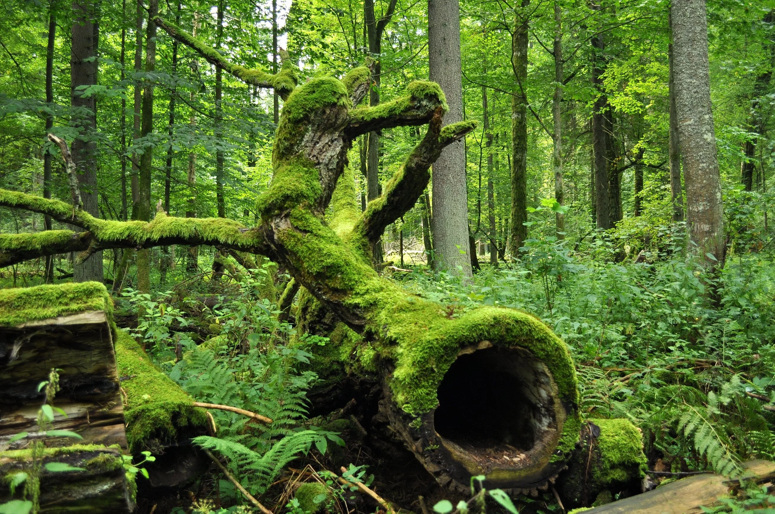 Białowieski Park Narodowy