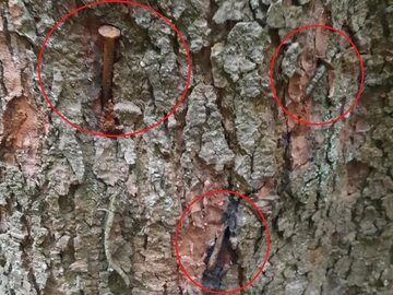 Drzewo ponabijane gwoździami w Nadleśnictwie Lutowiska