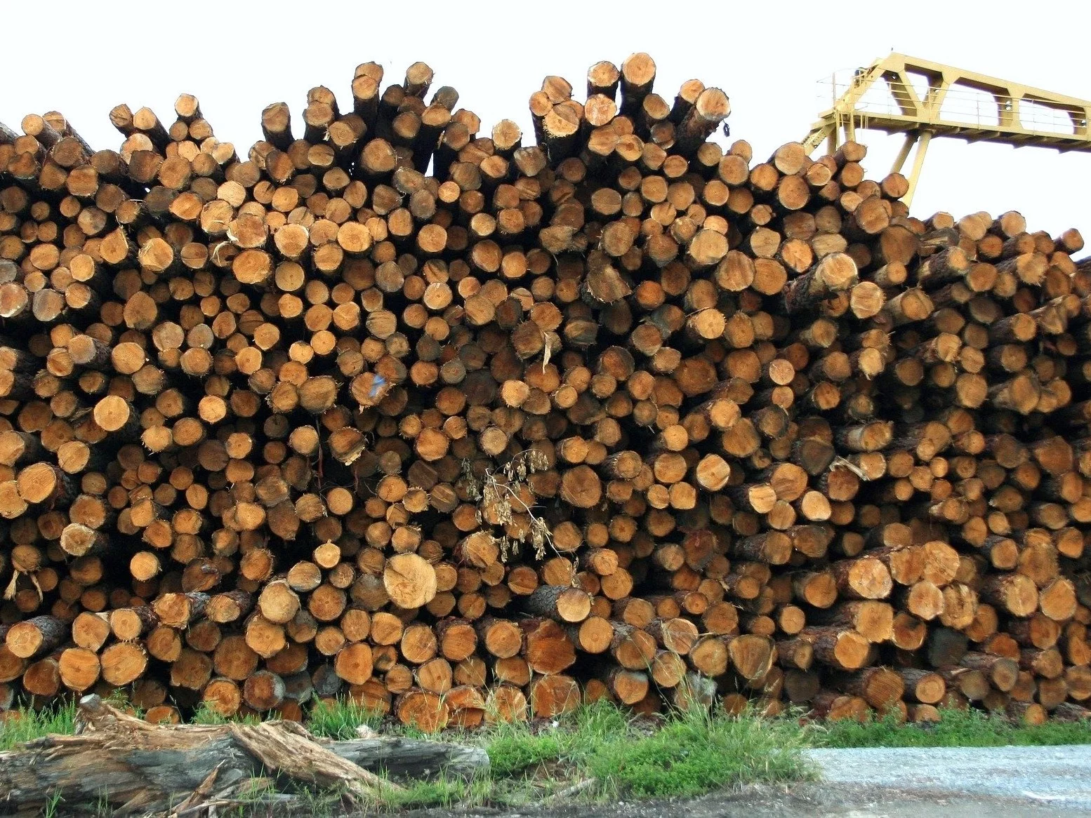 Zmiany w eksporcie polskiego drewna do Chin. "Spełniona obietnica rządu"