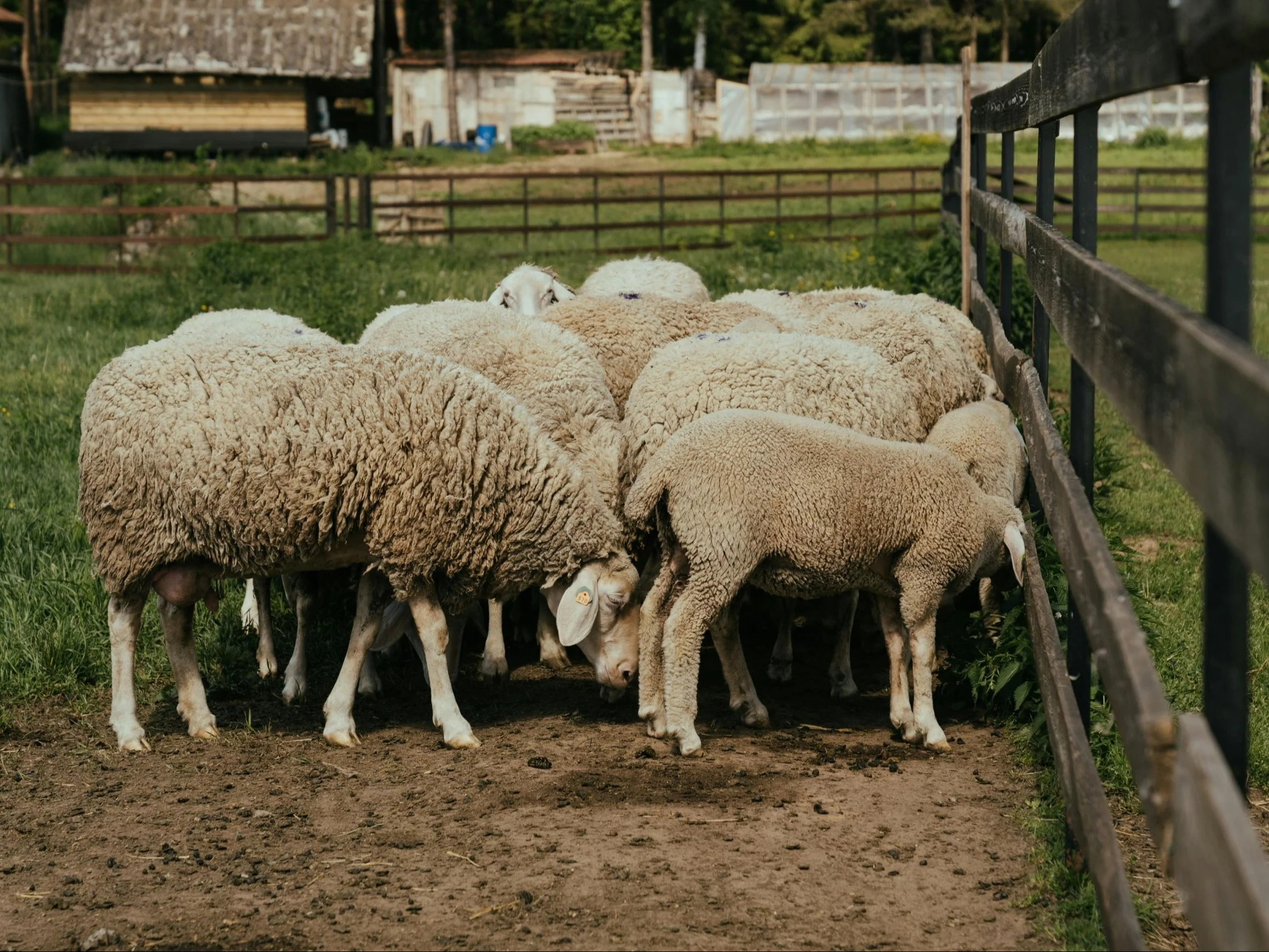 Owce. Zdj. ilustracyjne