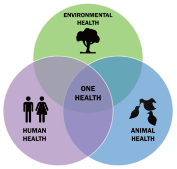 Grafika prezentująca koncepcję "Jednego zdrowia".