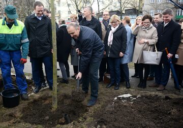 Grzegorz Schetyna i politycy PO sadzą drzewa w Warszawie