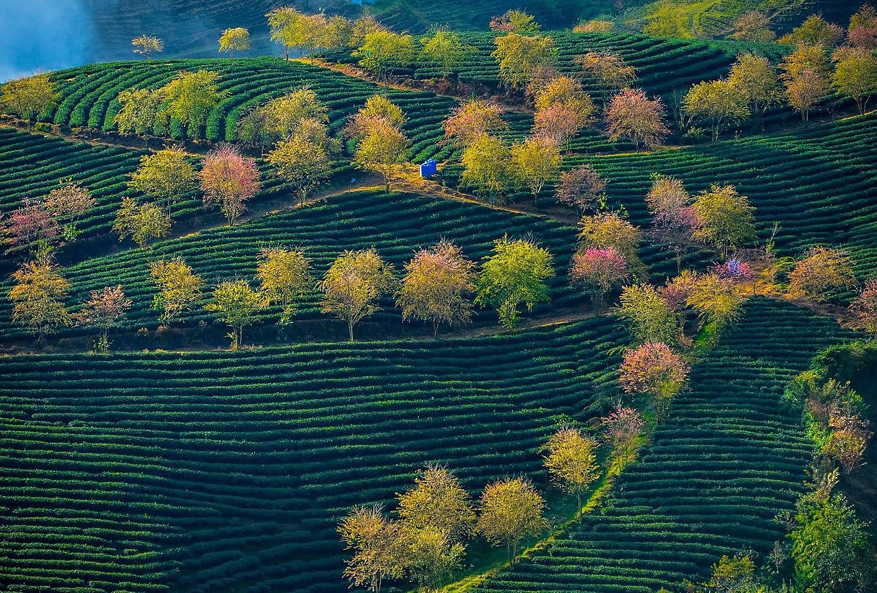 Plantacja herbaty w pobliżu Sa Pa w Wietnamie