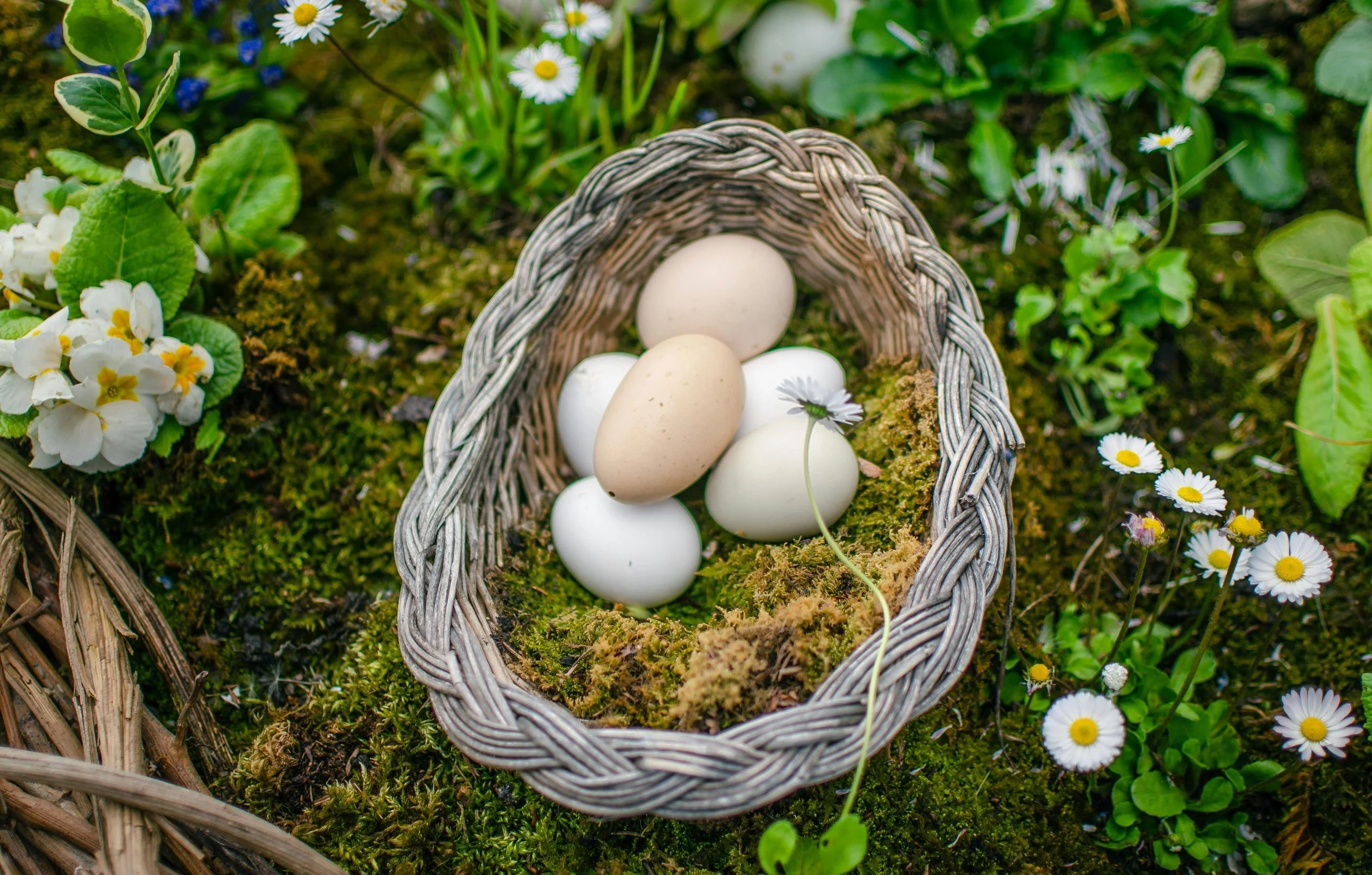 Jajka. Zdj. ilustracyjne