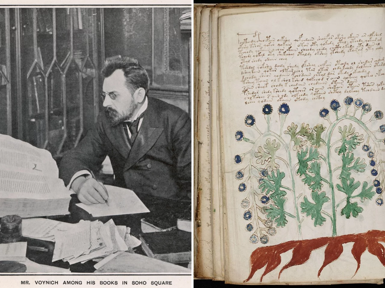 Michał Wojnicz wśród książek w swoim antykwariacie na Soho Square  /  Jedna ze stron tzw. Manuskryptu Wojnicza (Voynicha)