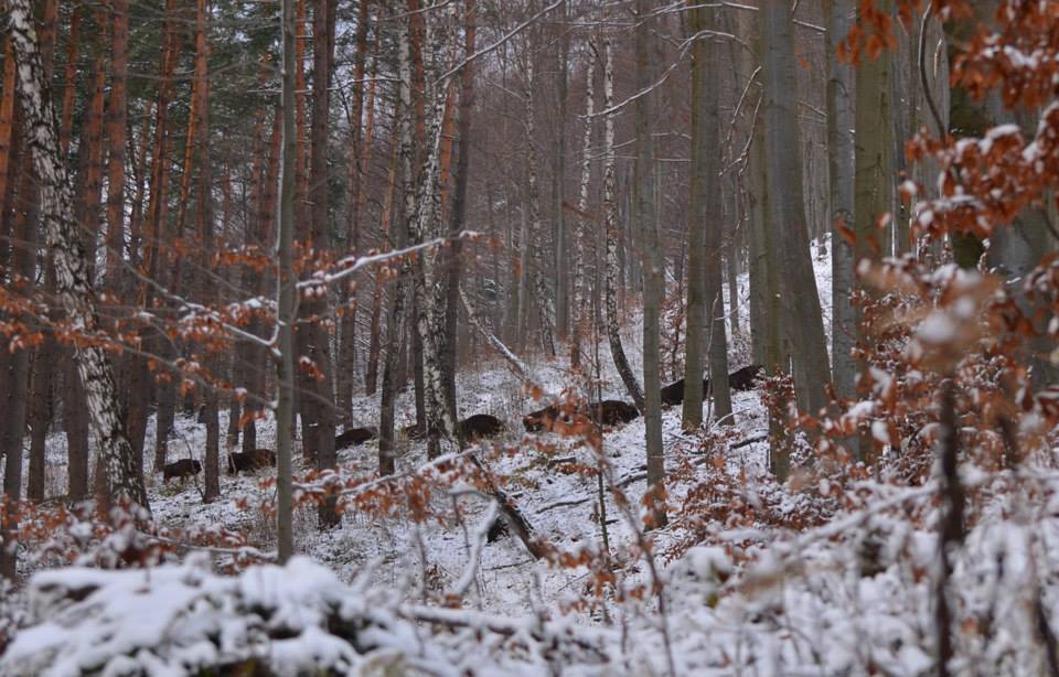 Nadleśnictwo Baligród