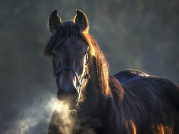 Koń, zdjęcie ilustracyjne