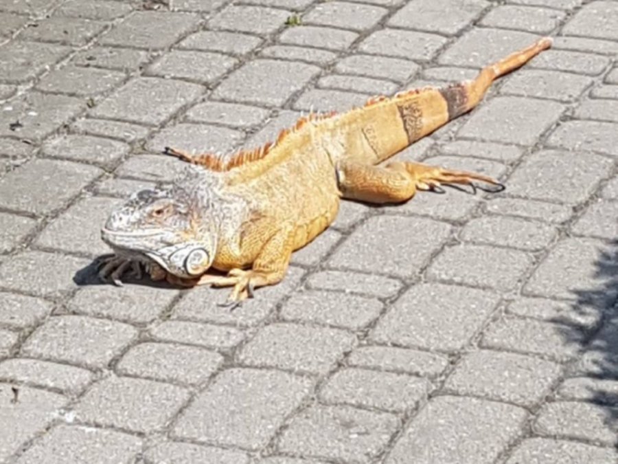 Legwan wyszedł z mieszkania podczas remontu