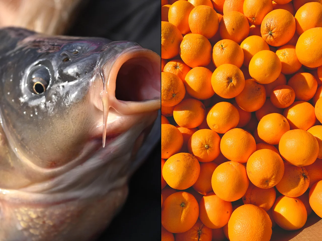 Karp / pomarańcze. Zdj. ilustracyjne