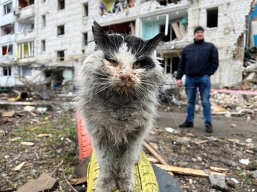 Kota udało się uratować z ruin budynku w Borodiance. Zwierzę trafiło pod opiekę urzędników Ministerstwa Spraw Wewnętrznych.