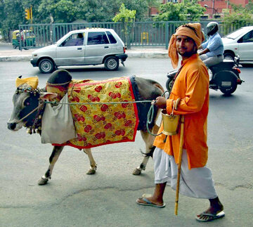 Krowa na ulicach Delhi