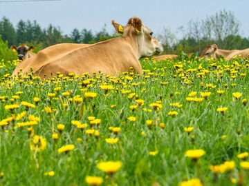 Krowy na farmie w Danii