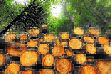 Lasy Państwowe pozyskują do 40 mln m. sześc. drewna rocznie