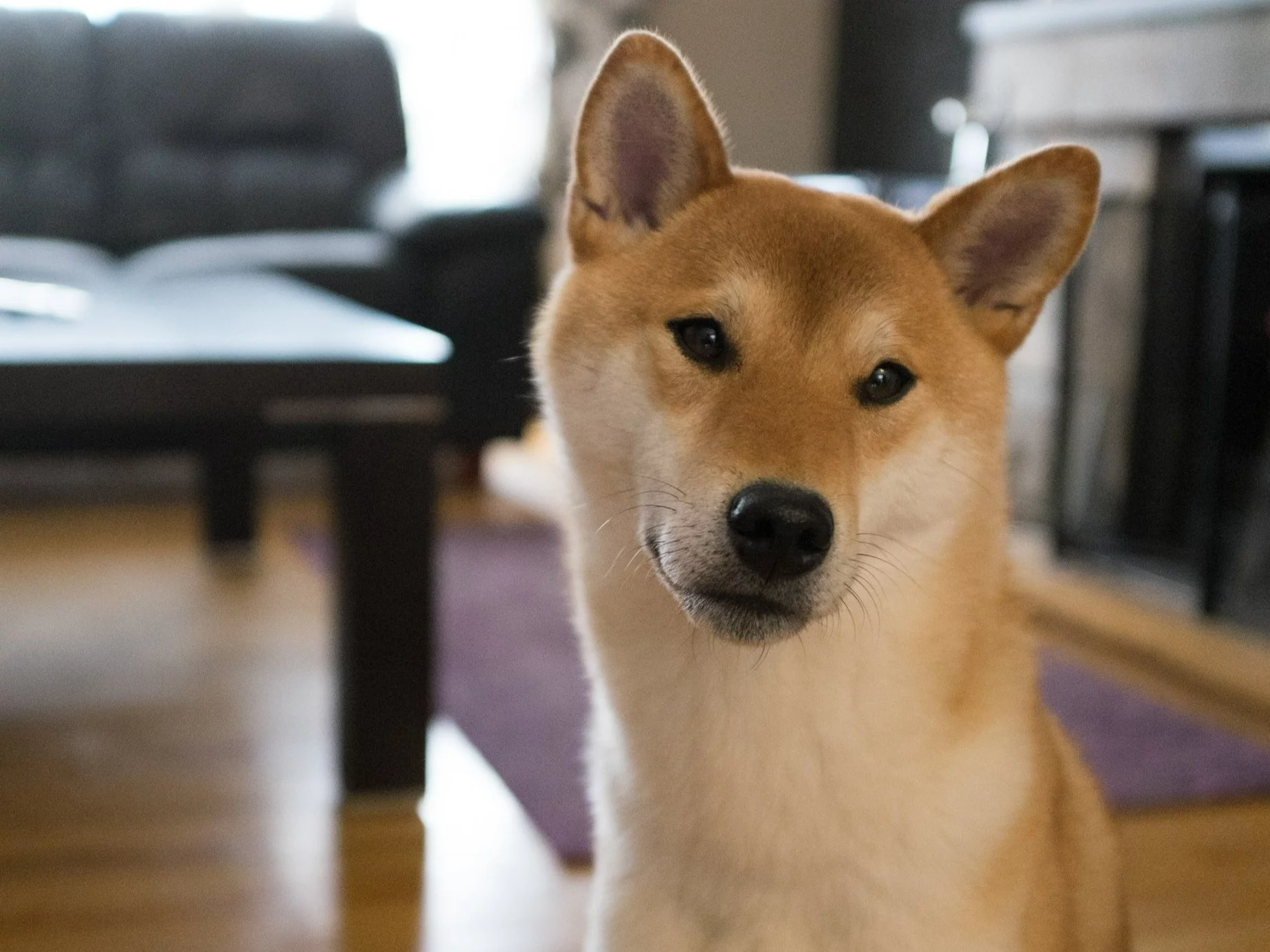 Shiba-inu, zdjęcie ilustracyjne