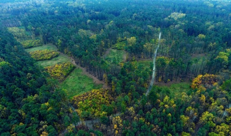 Las mieszany z przewagą sosny, Nadleśnictwo Chojnów, Mazowsze