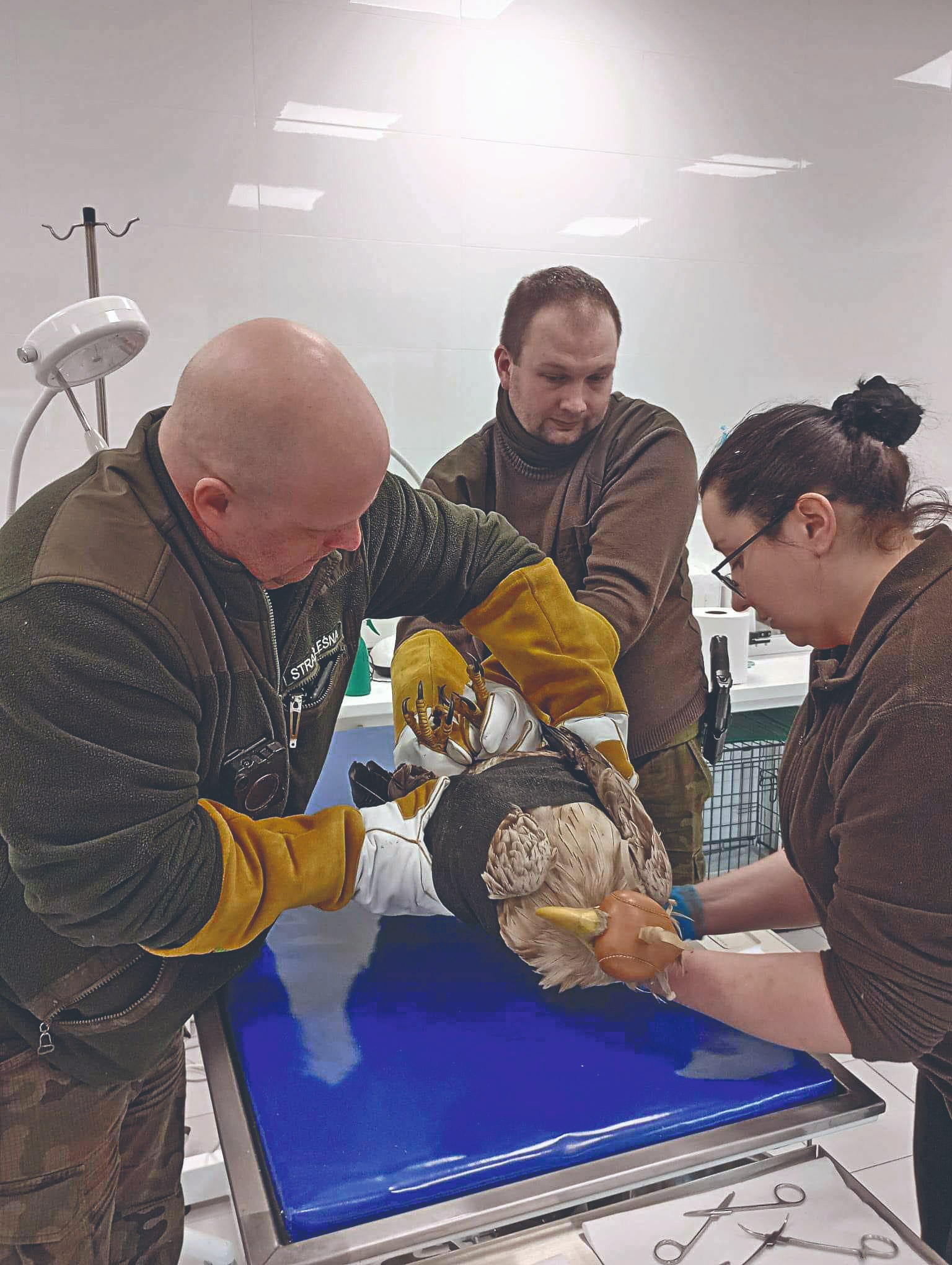 Rehabilitacja Zwierząt w Kole działająca przy Nadleśnictwie Piotrków