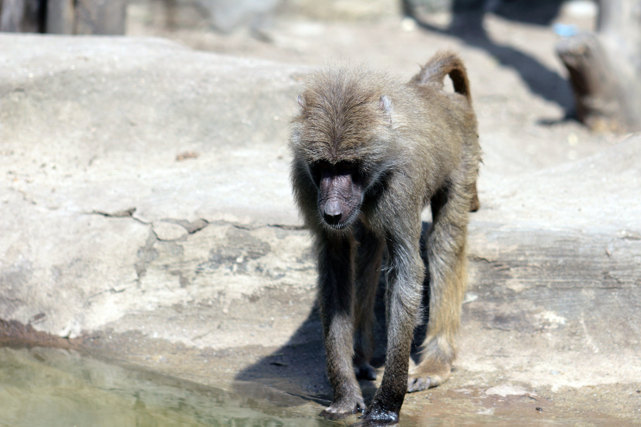 małpa wywołała konflikt w Libii