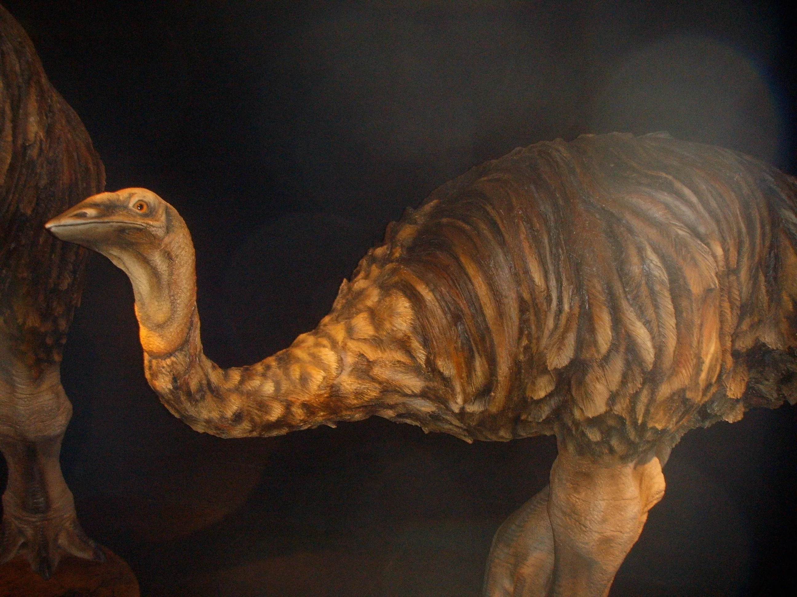 Mamutak (Aepyornis maximus)