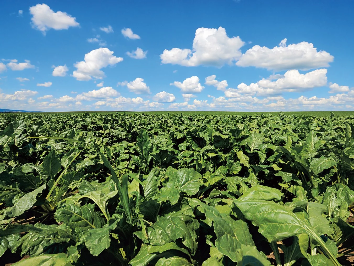 Will inexpensive  sugar flood Poland? manufacture  warns: This is the end of our processing