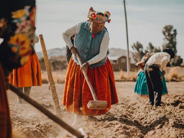 Mieszkańcy Peru podczas prac polowych