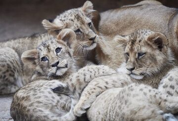 Młode lwiątka w gdańskim zoo