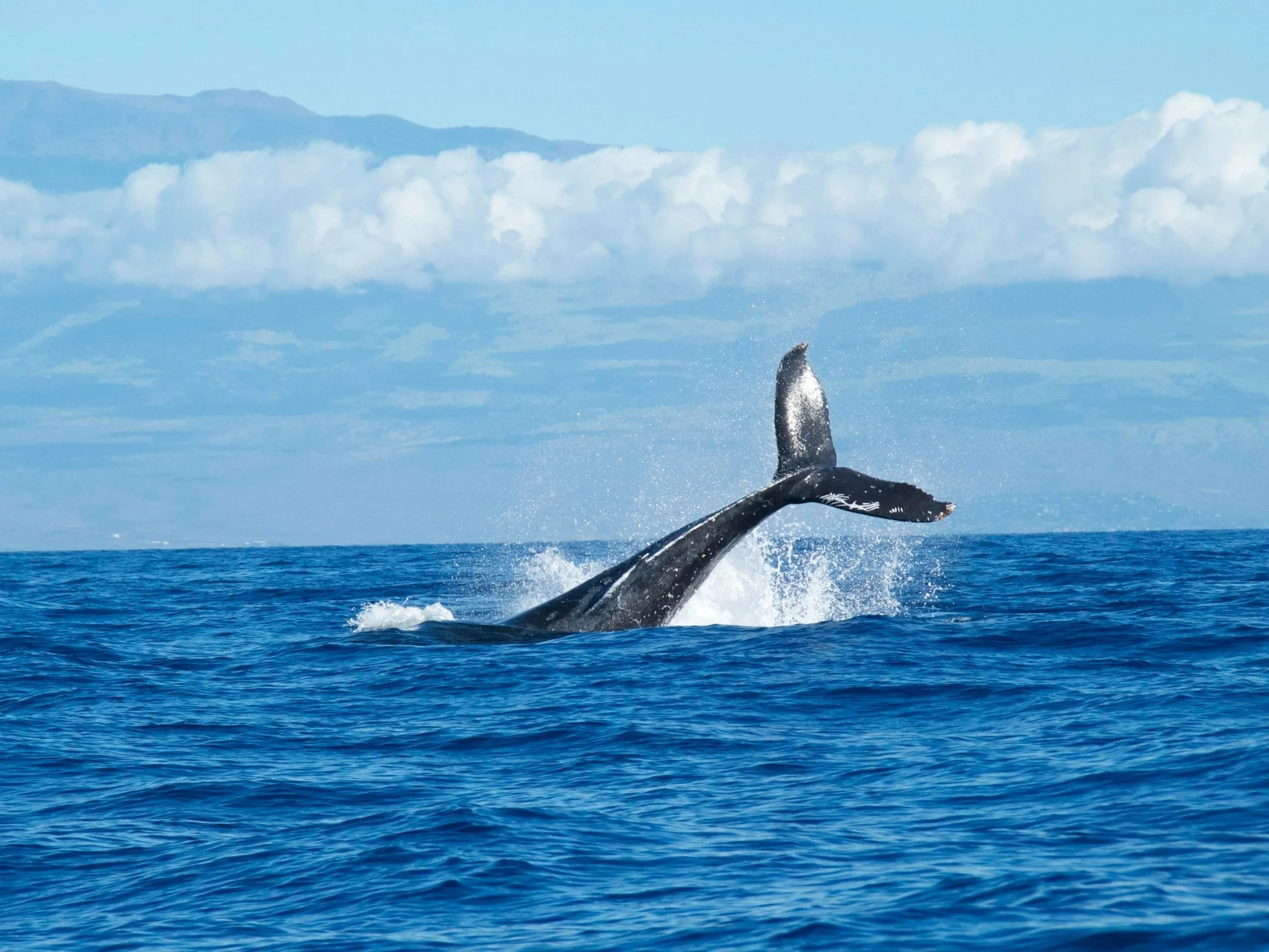 Moby Dick po czukocku