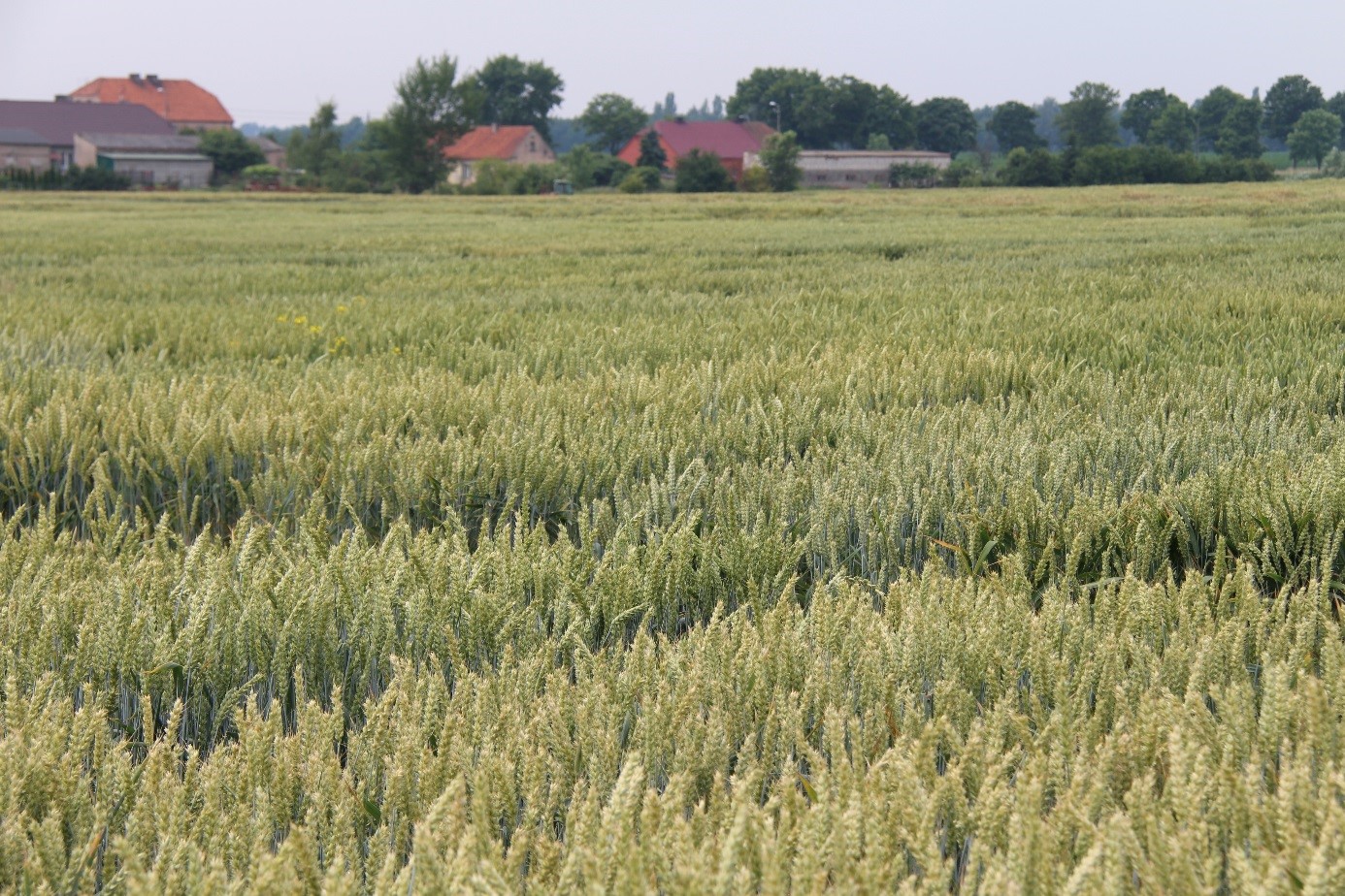 Art. 23 Konstytucji RP mówi, że podstawą ustroju rolnego państwa jest gospodarstwo rodzinne.