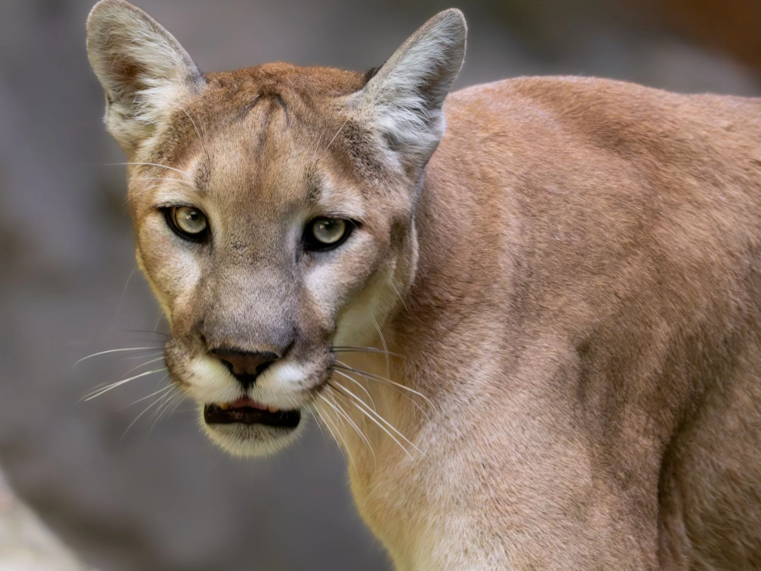 Puma, zdjęcie ilustracyjne